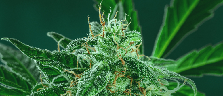 When will trichomes appear on cannabis plants?