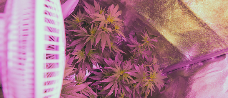 Cannabis grow room ventilation: full guide