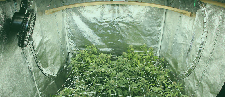 Cannabis grow room ventilation: Full guide - CannaConnection