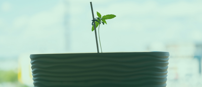 How to grow weed on a windowsill