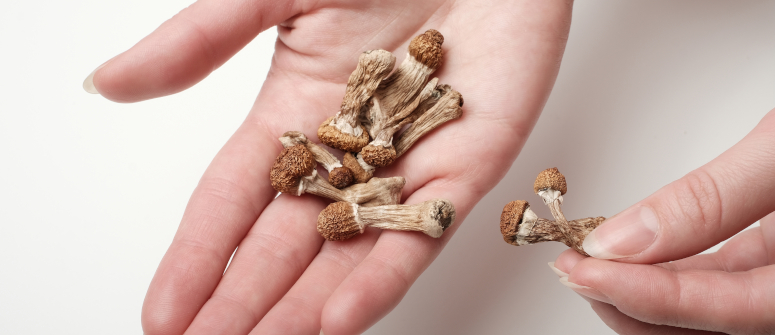 Psilocybe cubensis: traits, growth, and impact