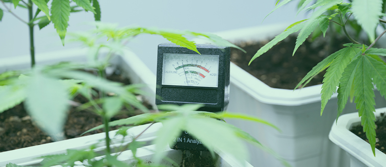 Top 15 des incontournables de culture pour les cultivateurs de cannabis