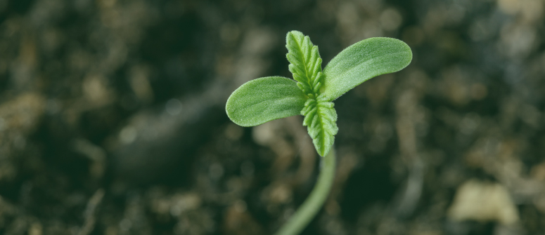 8 problèmes de semis de cannabis et comment les résoudre