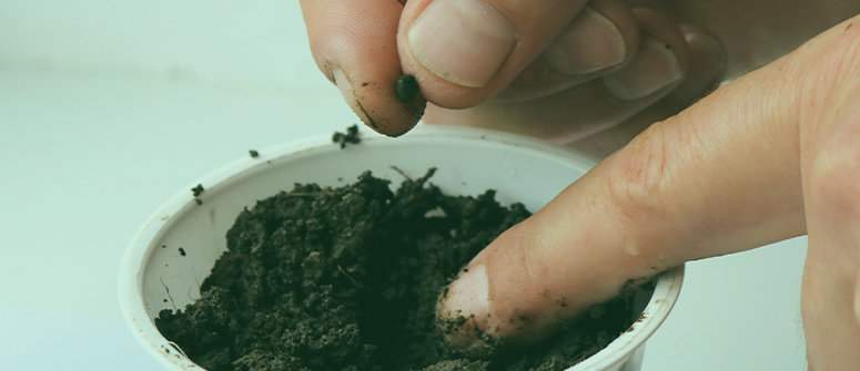 Comment faire germer des graines de cannabis directement dans le substrat