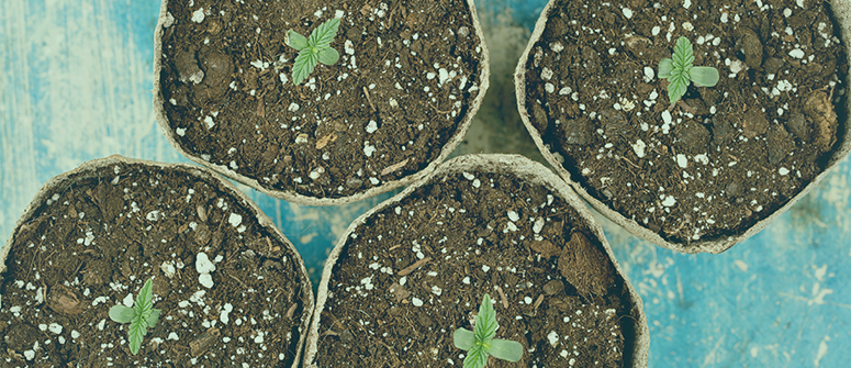 Can you germinate cannabis seeds in rockwool?