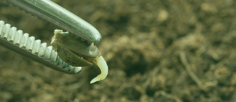 Si possono far germinare i semi di cannabis nella lana di roccia?