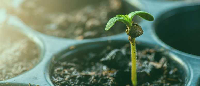 Will cannabis seeds germinate in a greenhouse?