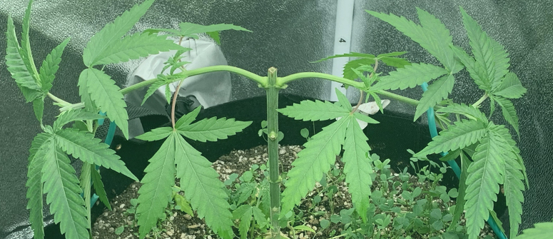 Cons of main-lining cannabis plants