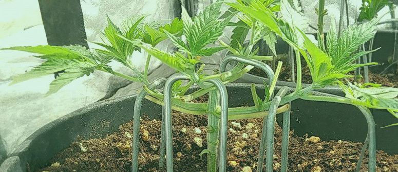 How to main-line cannabis for bigger yields