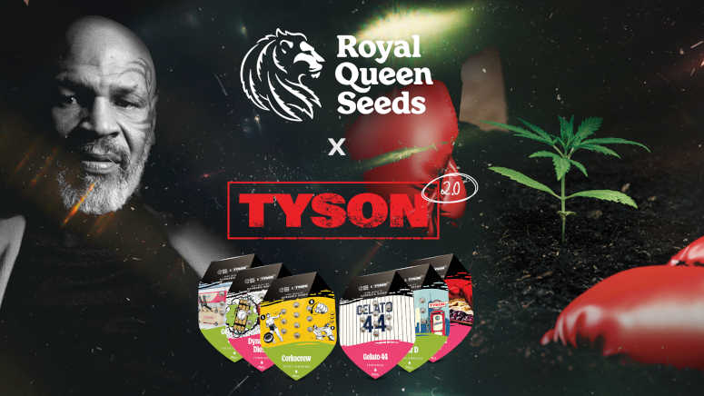 Tyson 2.0 x RQS cannabis seeds