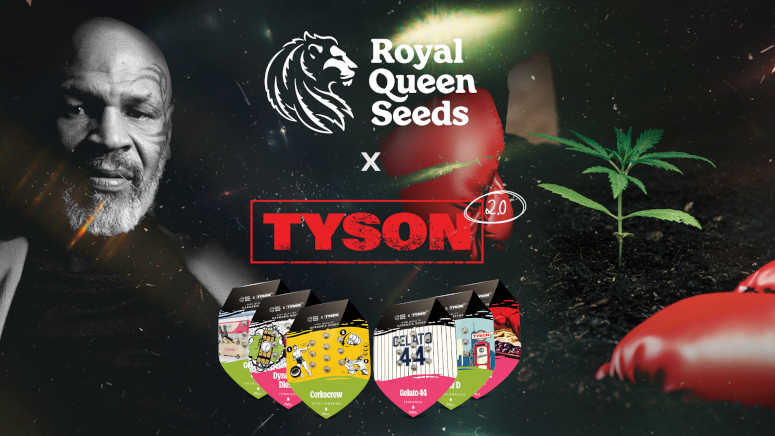 Tyson seeds