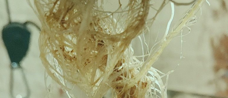 Can cannabis plants recover from root rot?