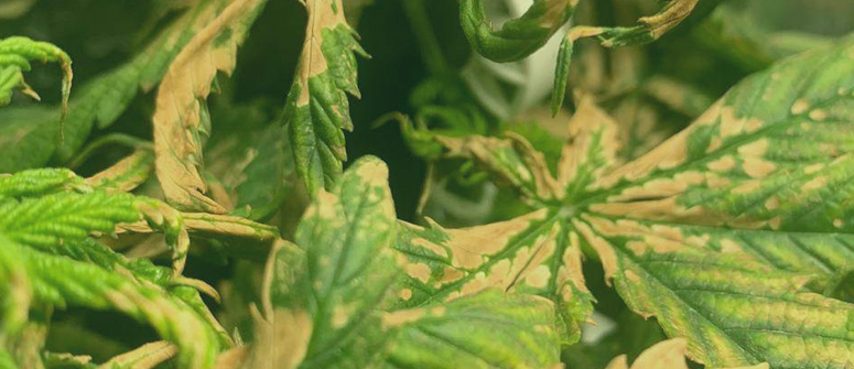 What causes root rot in cannabis?
