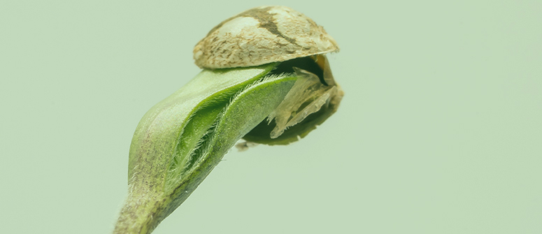 16 motivos por los que las semillas de marihuana no germinan
