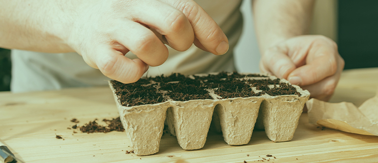 Quanto tempo impiegano i semi di cannabis per germinare?