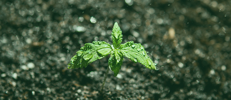 Welche mikroben sind schädlich für cannabispflanzen?