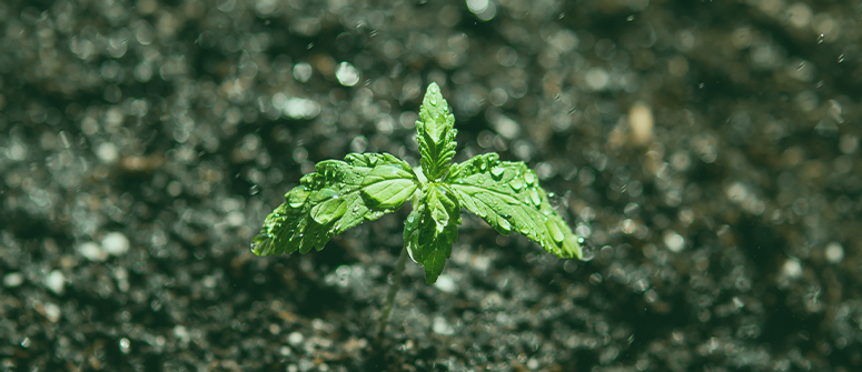 Quels microorganismes sont mauvais pour le cannabis ?