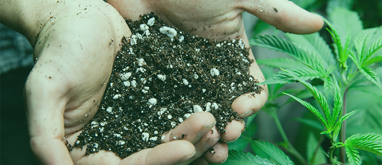 The importance of soil microbes for cannabis plants 