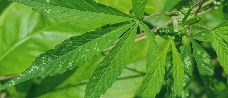 Mantén limpia la zona de cultivo y cuidad la salud de tus plantas