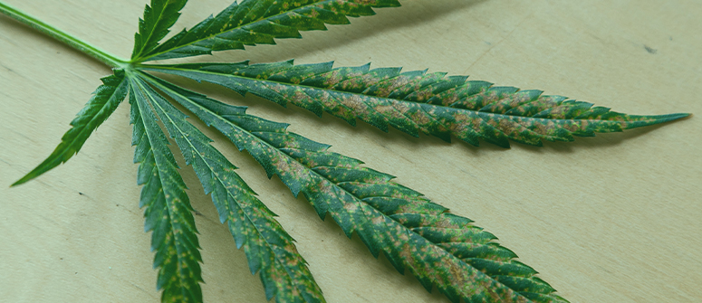Wie gelangen thripse auf cannabispflanzen?