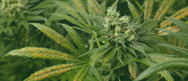 Wie man thripse auf cannabispflanzen erkennt und bekämpft
