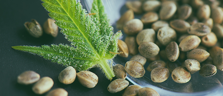 Le guide ultime pour la germination du cannabis