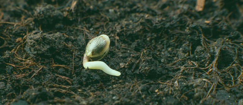 The ultimate guide to germinating cannabis seeds