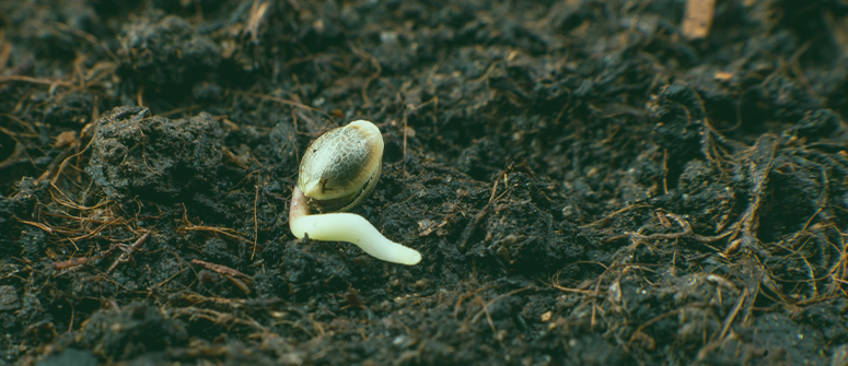 La guía definitiva para germinar semillas de marihuana