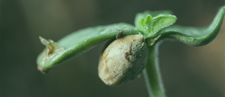 Le guide ultime pour la germination du cannabis