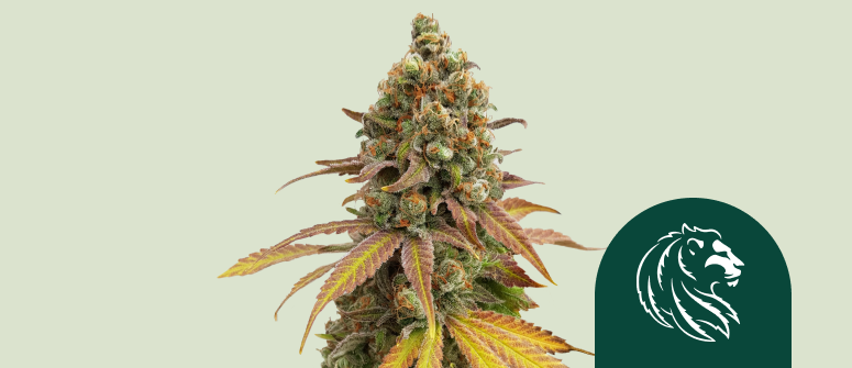 Special Queen 1 strain