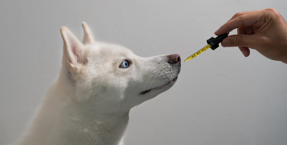 CBD safe for dogs