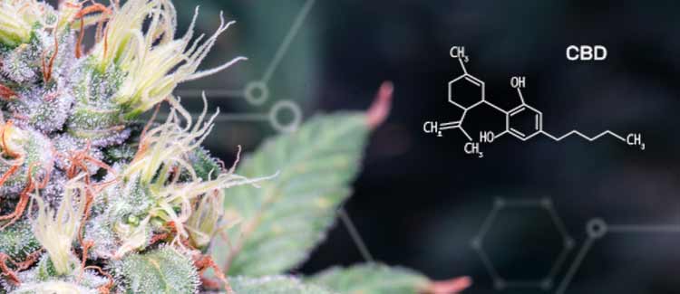 CBD AS AN ANXIOLYTIC AND MOOD-ENHANCE