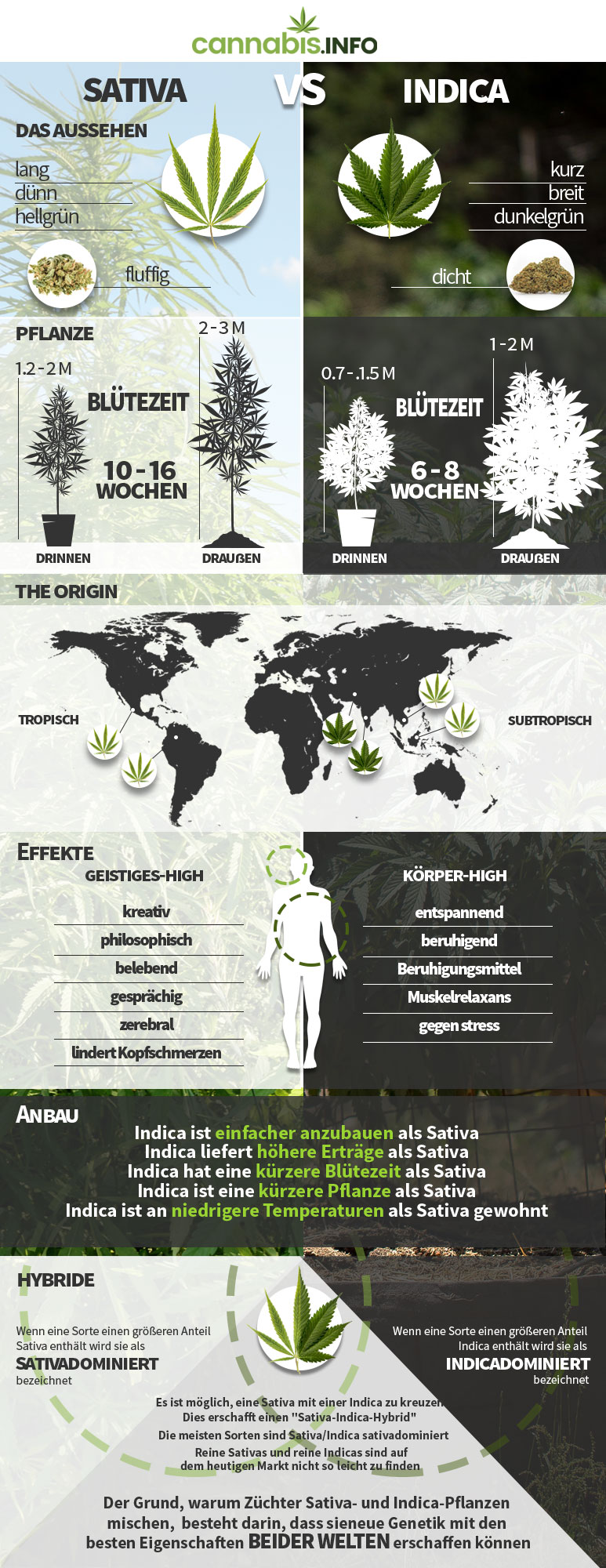 Der unterschied zwischen sativa, indica, ruderalis und hybriden cannabispflanzen