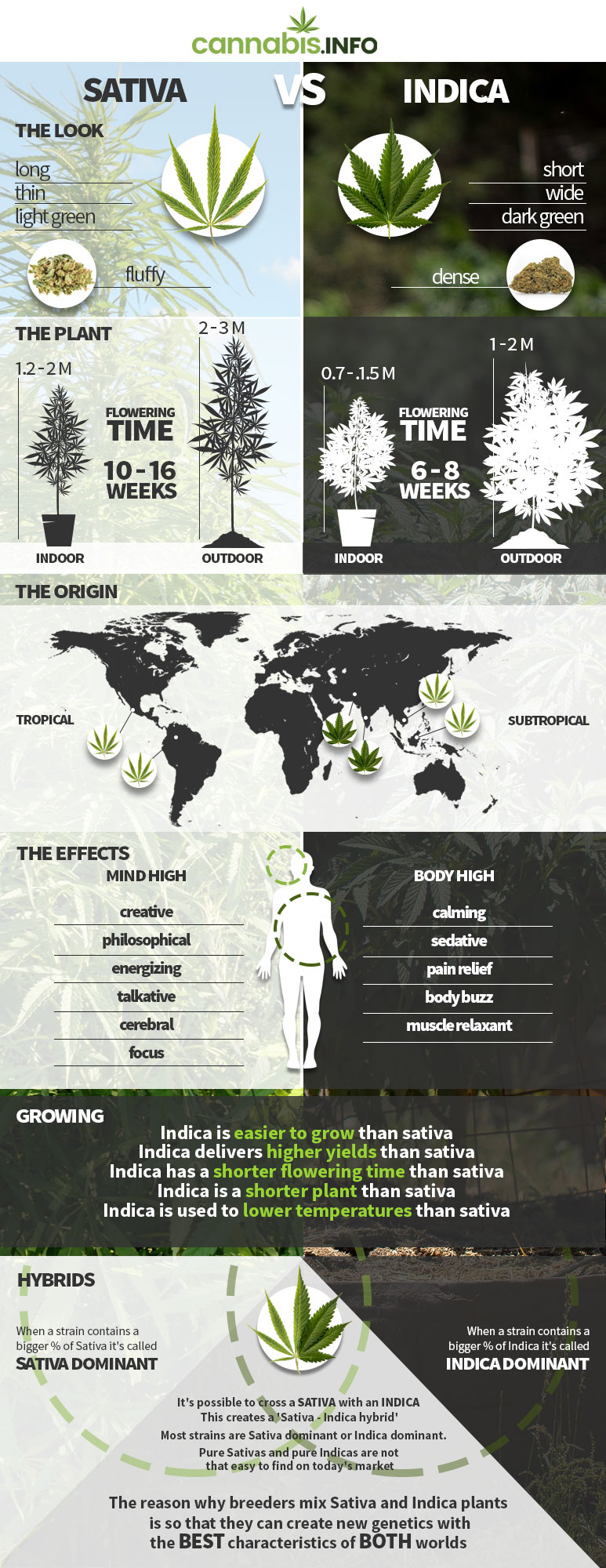 Infographic: difference between cannabis sativa and indica