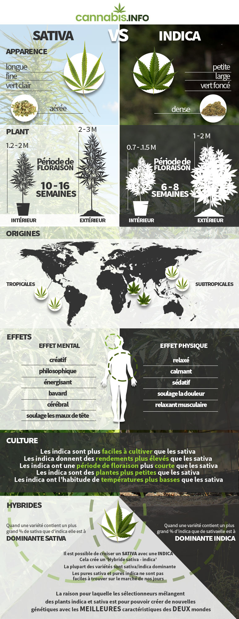 Les différences entre les plants de cannabis indica, sativa, ruderalis et hybride