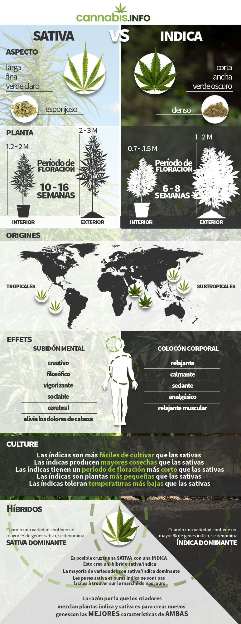 La diferencia entre plantas de cannabis sativa, índica, ruderalis e híbridas