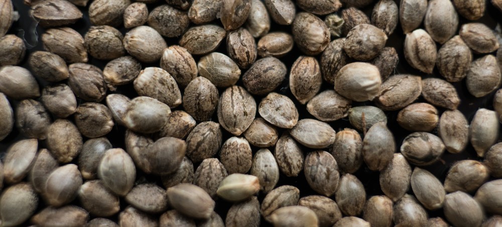 How to make the most of spare cannabis seeds