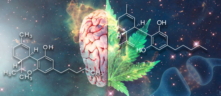 NOTRE SYSTÈME ENDOCANNABINOÏDE