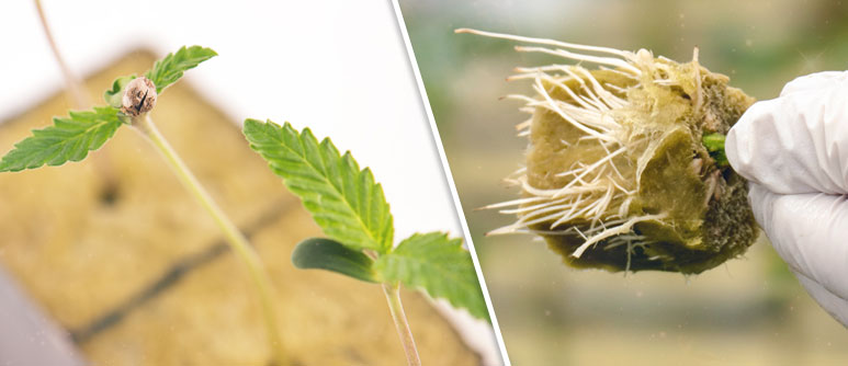 WHEN TO TRANSPLANT YOUR CANNABIS SEEDLINGS