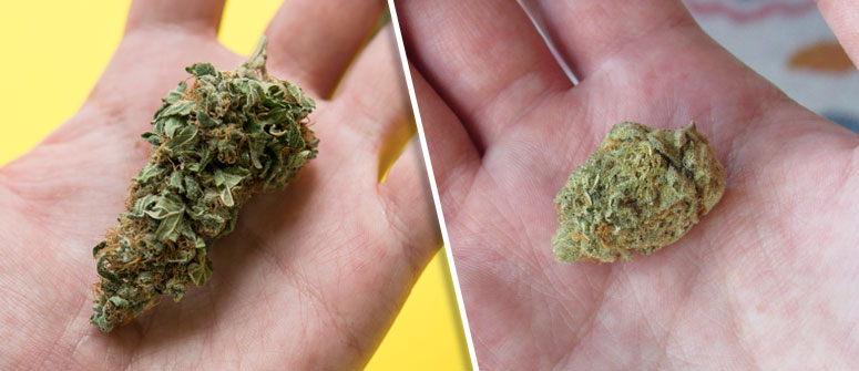 PICKING THE RIGHT STRAIN