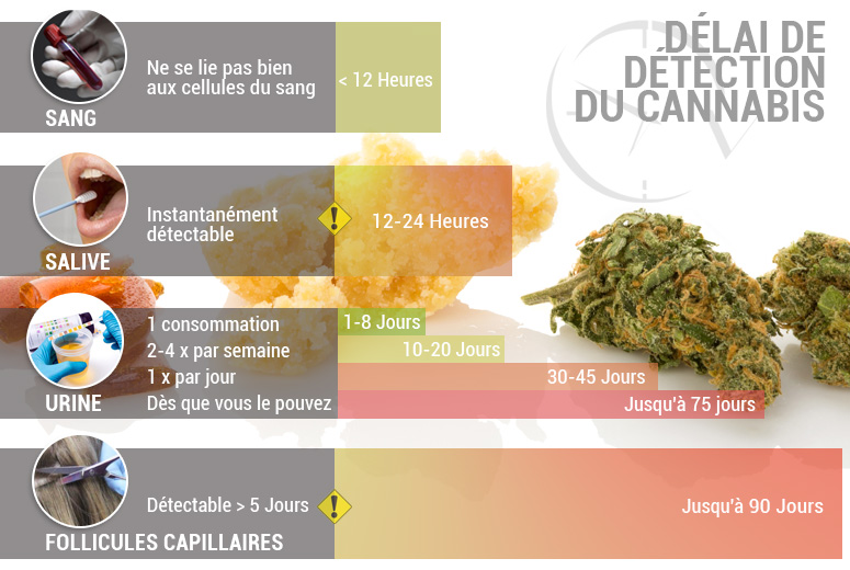 Délai de détection du cannabis: Le THC Reste Combien De Temps ?