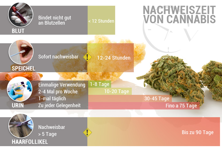 Nachweiszeit von Cannabis: Wie Lange Bleibt THC Nachweisbar