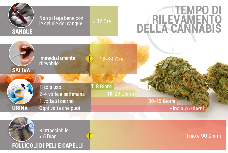 PER QUANTO TEMPO LA CANNABIS RESTA IN CIRCOLO NELL'ORGANISMO?