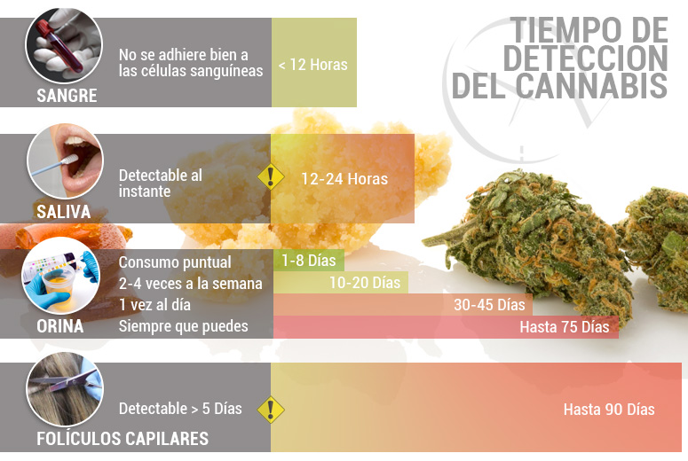 Tiempo de detección del cannabis: ¿cuánto dura el THC en tu organismo?