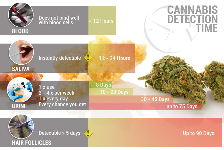 Cannabis Detection Time: How long does THC stay in your system?