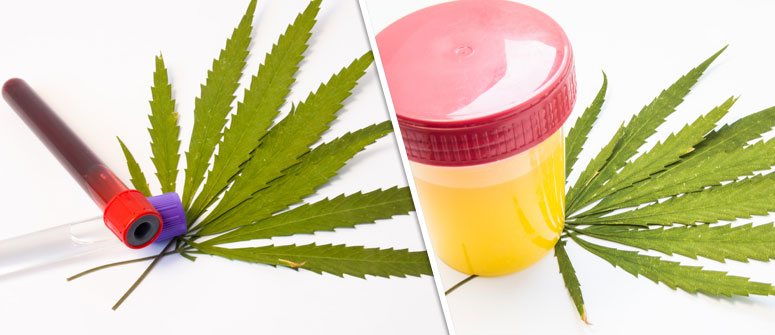 UNDERSTANDING DRUG TESTS