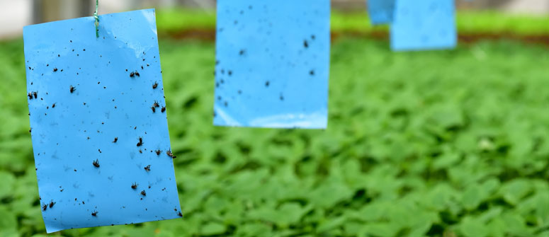 COMMENT SE DÉBARRASSER DES THRIPS