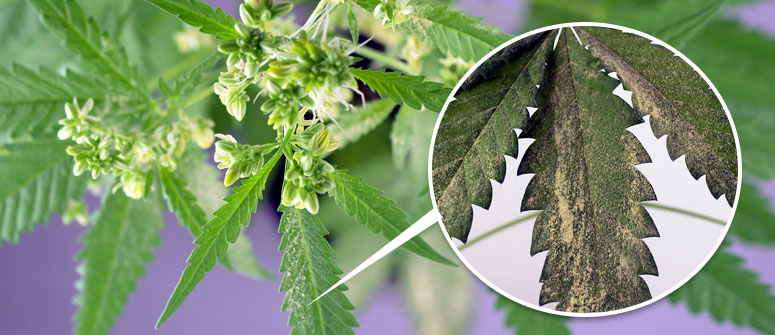 How to collect cannabis pollen from male plants?