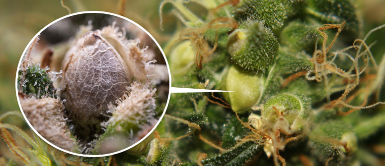 How to produce your own cannabis seeds - CannaConnection