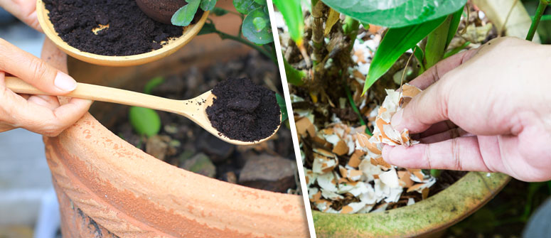 THINGS YOU CAN ADD TO MAKE YOUR OWN FERTILIZER: